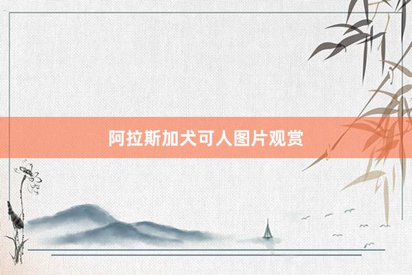 阿拉斯加犬可人图片观赏